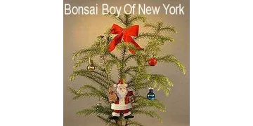 Bonsai Boy