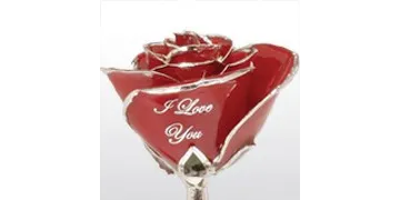 Love is a Rose